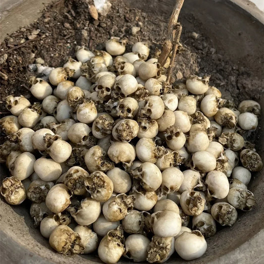 Mini Skull Model – High-Quality Miniature Decoration for Halloween, Dollhouses & Terrariums