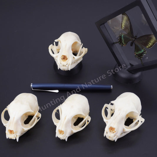 Real Animal Skull & Bone Collection – 1/5/10Pcs for Crafts, Specimens, Decor & Study