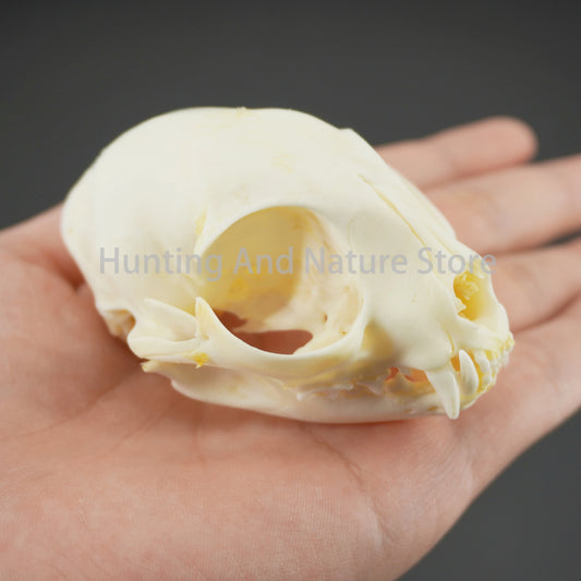Real Animal Skull & Bone Collection – 1/5/10Pcs for Crafts, Specimens, Decor & Study